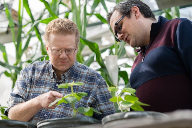 Dr. Lamming, left, with Dr. Brunkard, in a greenhouse looking at plants.