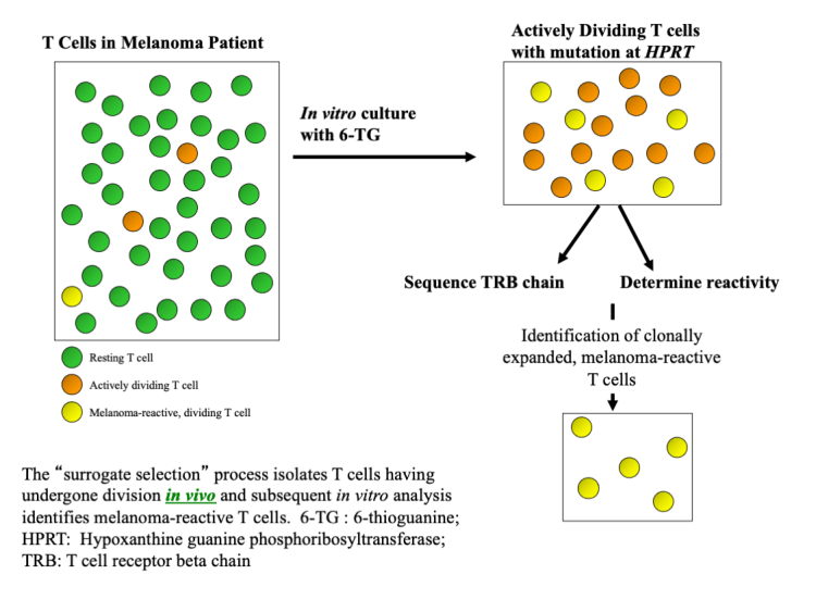 Albertini Lab slide